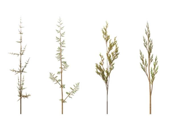 „Weeds“, erzeugt mit einem Lindenmayer-System (L-System) in 3D